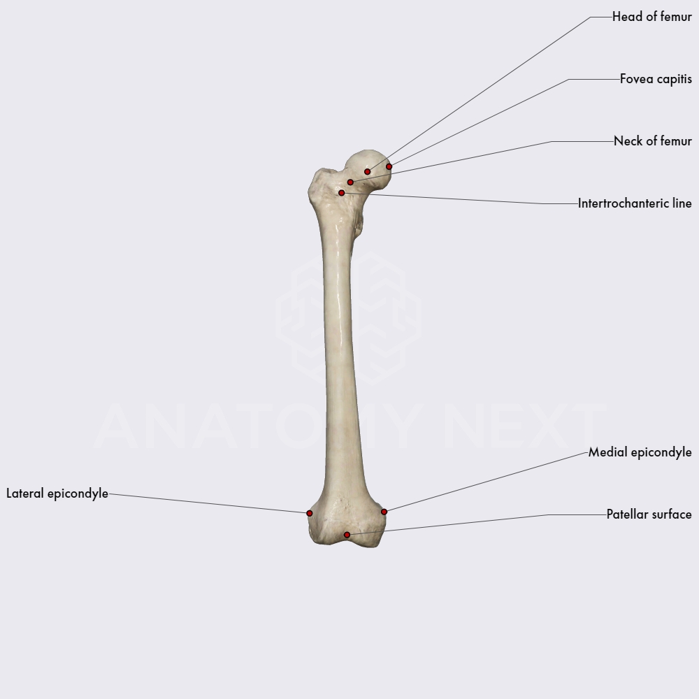 Features of femur